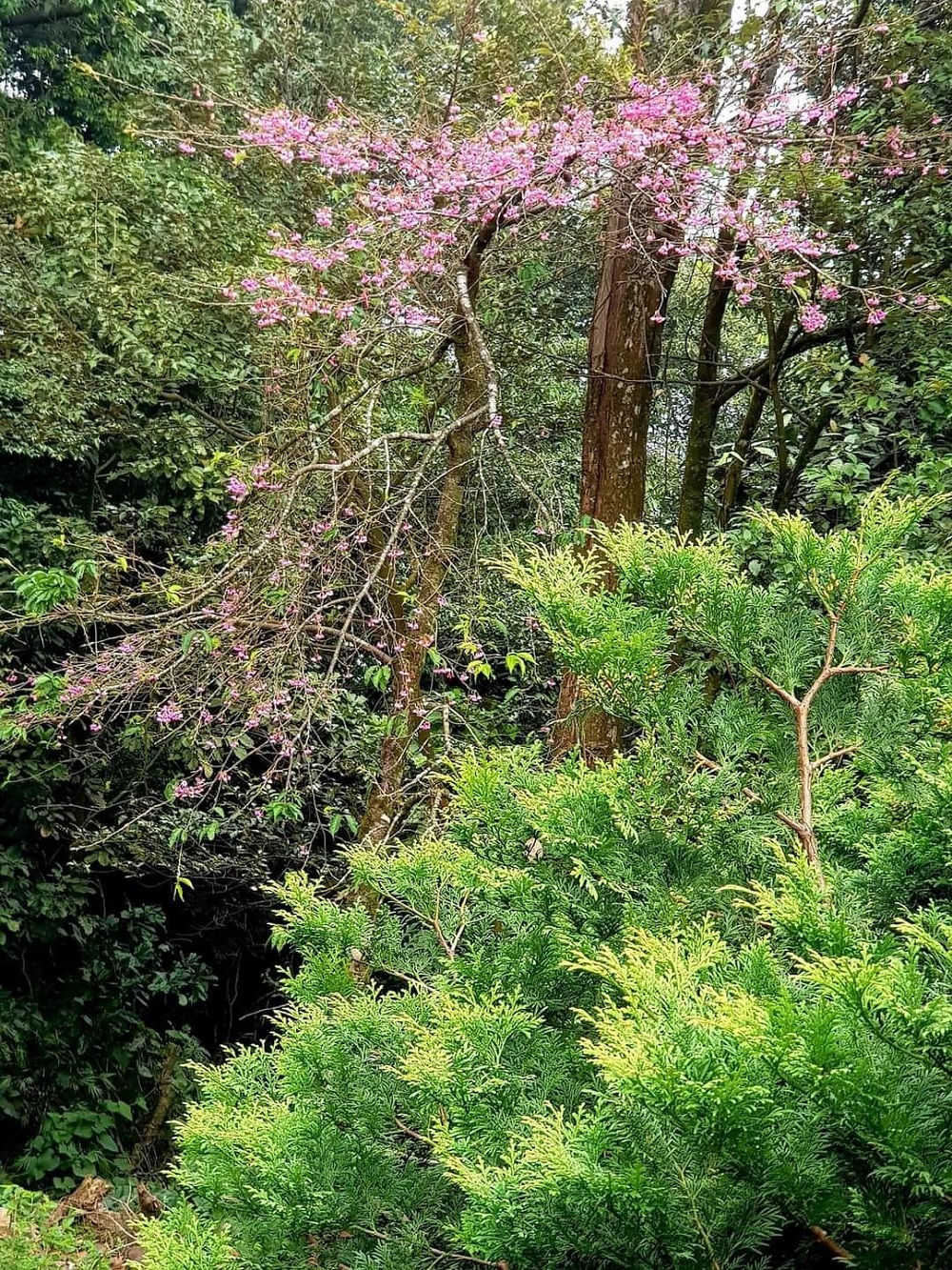 Hoa nở mùa xuân trên vườn quốc gia Ba Vì 